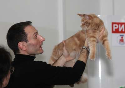 Выставка кошек 'Осенний Кэт-Салон' 30 ноября-1 декабря 2013., монопородные шоу 2234